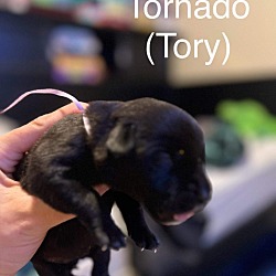 Photo of Stormy’s “Tornado/Tory”