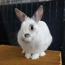 Thumbnail photo of Bunbun #2