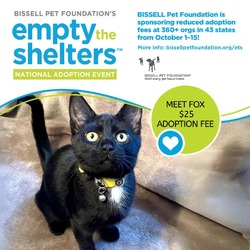 Thumbnail photo of Fox- $25 Bissell Sponsored Adoption Fee! #1