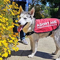 adopt a pet