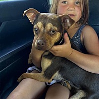 adopt a pet