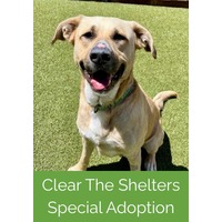 adopt a pet