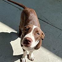 adopt a pet
