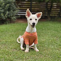 adopt-pet