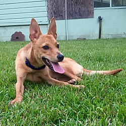 Thumbnail photo of Ruby (fostered in NC) #2