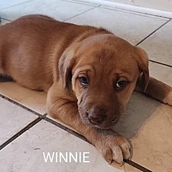 Photo of Winne ($25 Adoption)