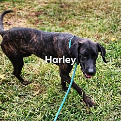 Thumbnail photo of Harley #3