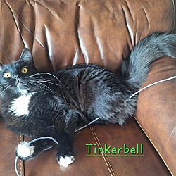 Thumbnail photo of Tinkerbell-(glenna) #3
