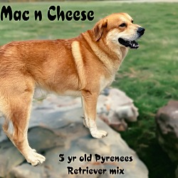 Thumbnail photo of Mac and Cheese #1