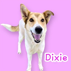 Thumbnail photo of Dixie #3