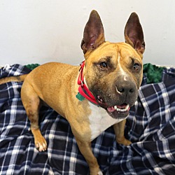 Photo of Trevor- Foster or Adopt
