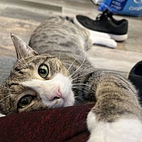 adopt a pet