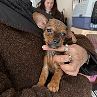 adopt a pet