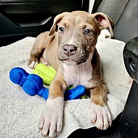 adopt a pet