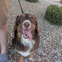adopt-pet