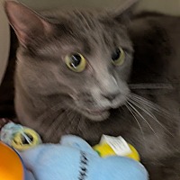 adopt a pet