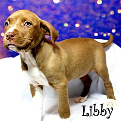Thumbnail photo of Libby~adopted! #1