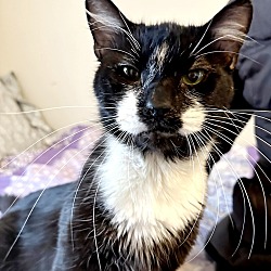Photo of Mr. Whiskers