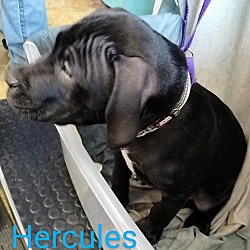 Thumbnail photo of Hercules #2