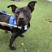 adopt a pet