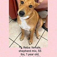 adopt a pet
