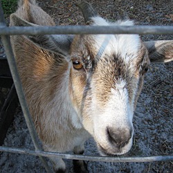 Photo of Tesla (Goat)