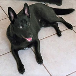 Corgi Puppies For Sale In Conroe Texas Adoptapet Com