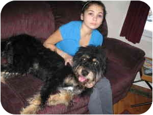 black and tan labradoodle