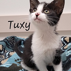 Photo of Tuxy