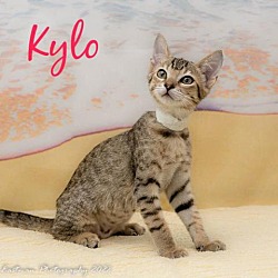 Photo of Kylo