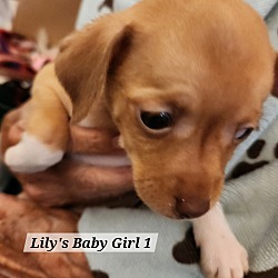 Thumbnail photo of Lily's Baby Girl 1 #2