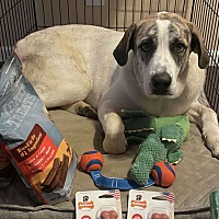 adopt a pet