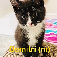 adopt a pet