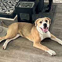 adopt a pet