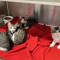 adopt a pet