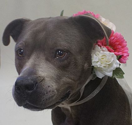 adopt a pet com