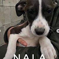 adopt a pet