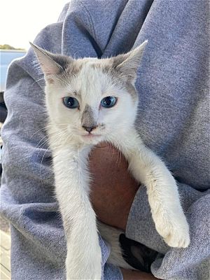 Napa, CA - Siamese. Meet Muana a Pet for Adoption - AdoptaPet.com