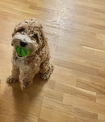 Jersey City, NJ - Cockapoo. Meet chestnut a Pet for Adoption ...
