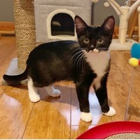 adopt-pet