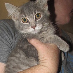 Thumbnail photo of Darcy Kitten #4