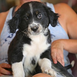 Thumbnail photo of Jimmy Conners~adopted! #1