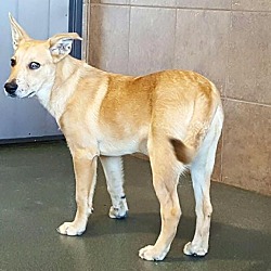 Thumbnail photo of Pumpkin (fostered in Dallas TX #1