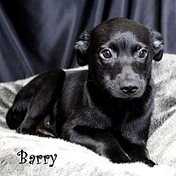 Thumbnail photo of Barry~adopted! #1
