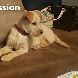 Photo of Cassian