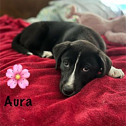 Thumbnail photo of Aura #3