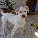 Adopt A Pet :: Owen - San Diego, CA