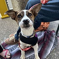 adopt a pet