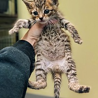 adopt a pet