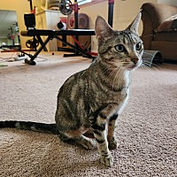 BETTY CROCKER - Domestic Shorthair available for adoption